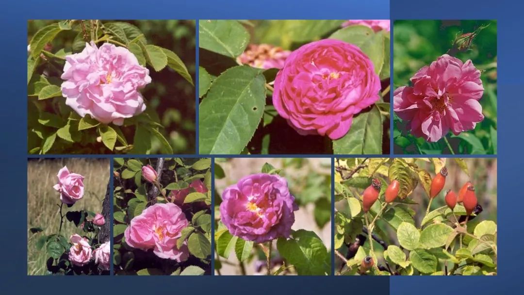 世界地理香料索引(3)——Geographic Spice Index(3) 世界地理香料索引(3)——Geographic Spice Index(3)