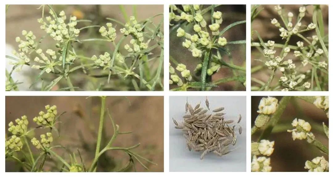 世界地理香料索引(3)——Geographic Spice Index(3) 世界地理香料索引(3)——Geographic Spice Index(3)