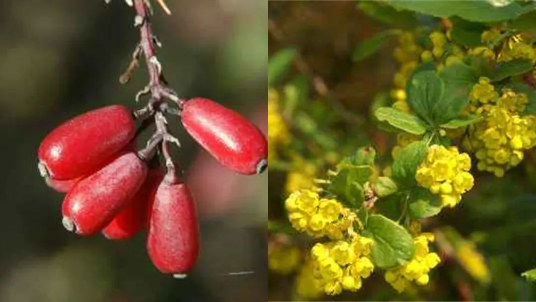 世界地理香料索引(3)——Geographic Spice Index(3) 世界地理香料索引(3)——Geographic Spice Index(3)