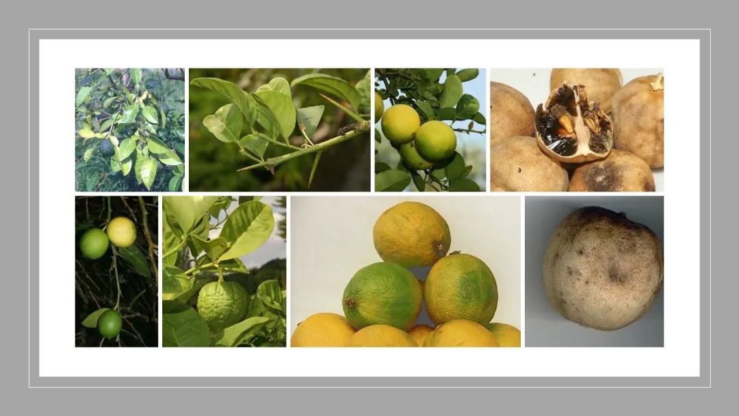 世界地理香料索引(3)——Geographic Spice Index(3) 世界地理香料索引(3)——Geographic Spice Index(3)