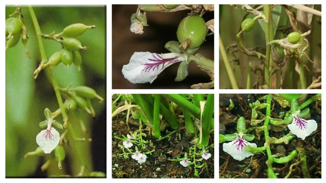 世界地理香料索引(4)—World Geographic Spice Index (4) 世界地理香料索引(4)—World Geographic Spice Index (4)