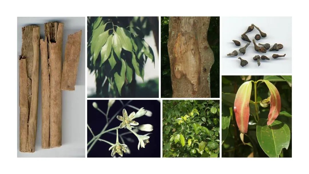 世界地理香料索引(4)—World Geographic Spice Index (4) 世界地理香料索引(4)—World Geographic Spice Index (4)