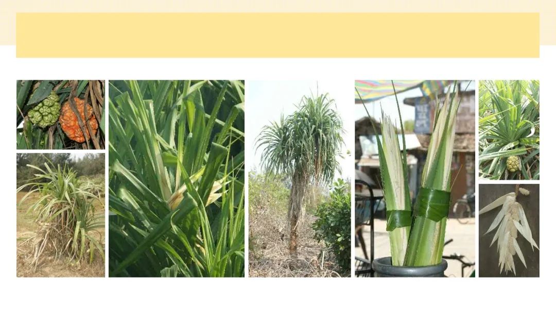 世界地理香料索引(4)—World Geographic Spice Index (4) 世界地理香料索引(4)—World Geographic Spice Index (4)