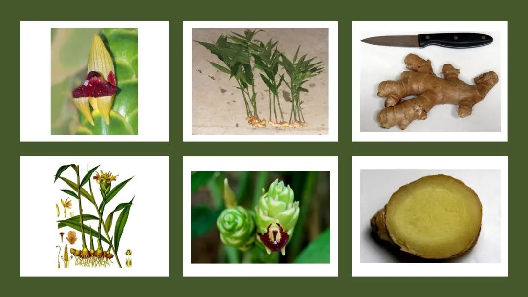 世界地理香料索引(5)—World Geographic Spice Index 世界地理香料索引(5)—World Geographic Spice Index