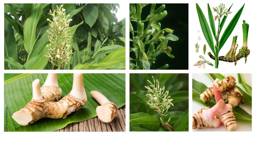 世界地理香料索引(5)—World Geographic Spice Index 世界地理香料索引(5)—World Geographic Spice Index