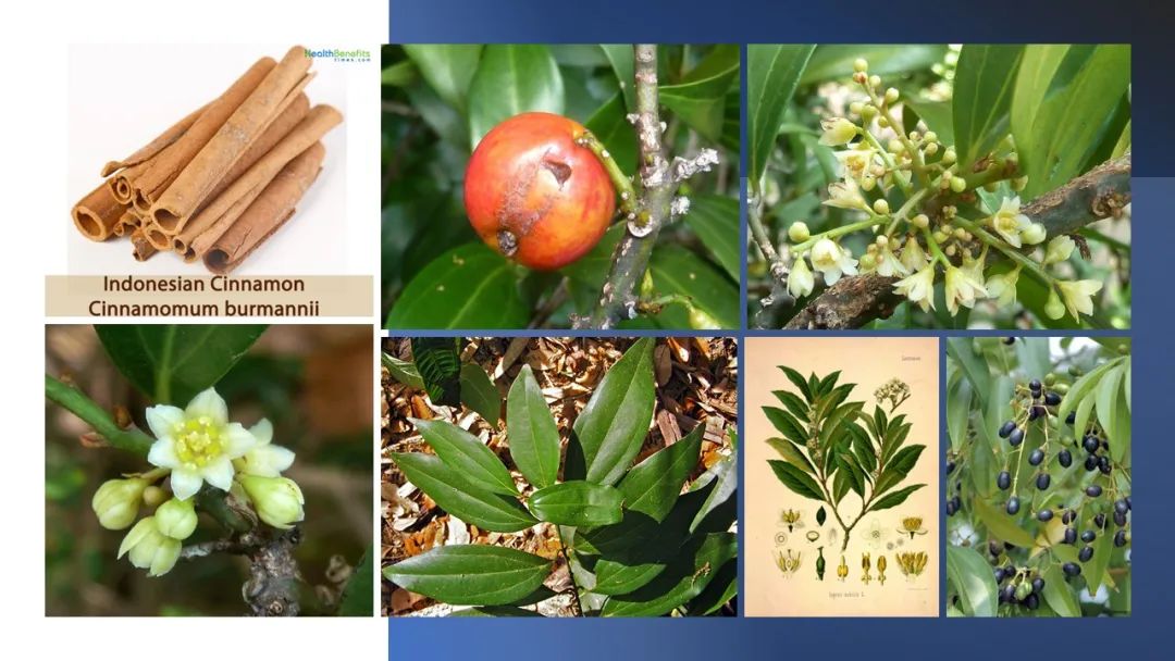 世界地理香料索引(5)—World Geographic Spice Index 世界地理香料索引(5)—World Geographic Spice Index