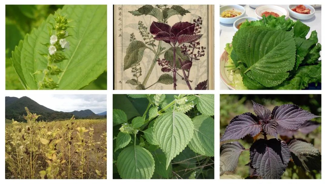 世界地理香料索引(5)—World Geographic Spice Index 世界地理香料索引(5)—World Geographic Spice Index