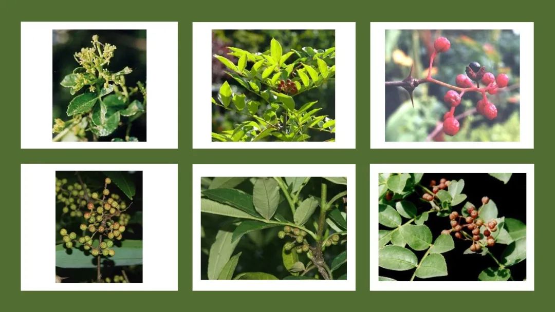 世界地理香料索引(6)—World Geographic Spice Index 世界地理香料索引(6)—World Geographic Spice Index