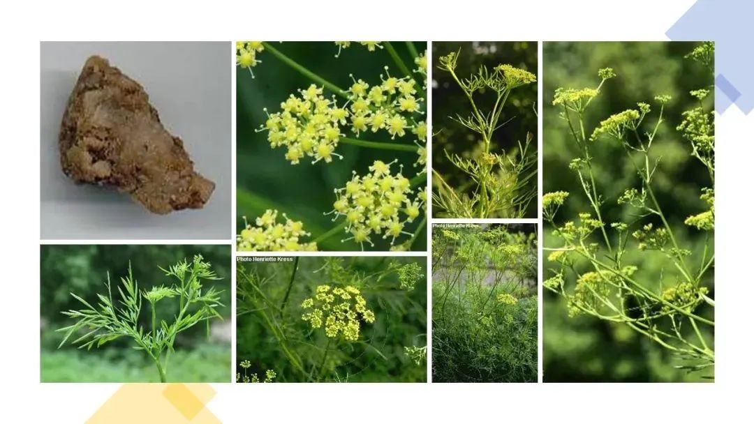 世界地理香料索引(7)—World Geographic Spice Index 世界地理香料索引(7)—World Geographic Spice Index