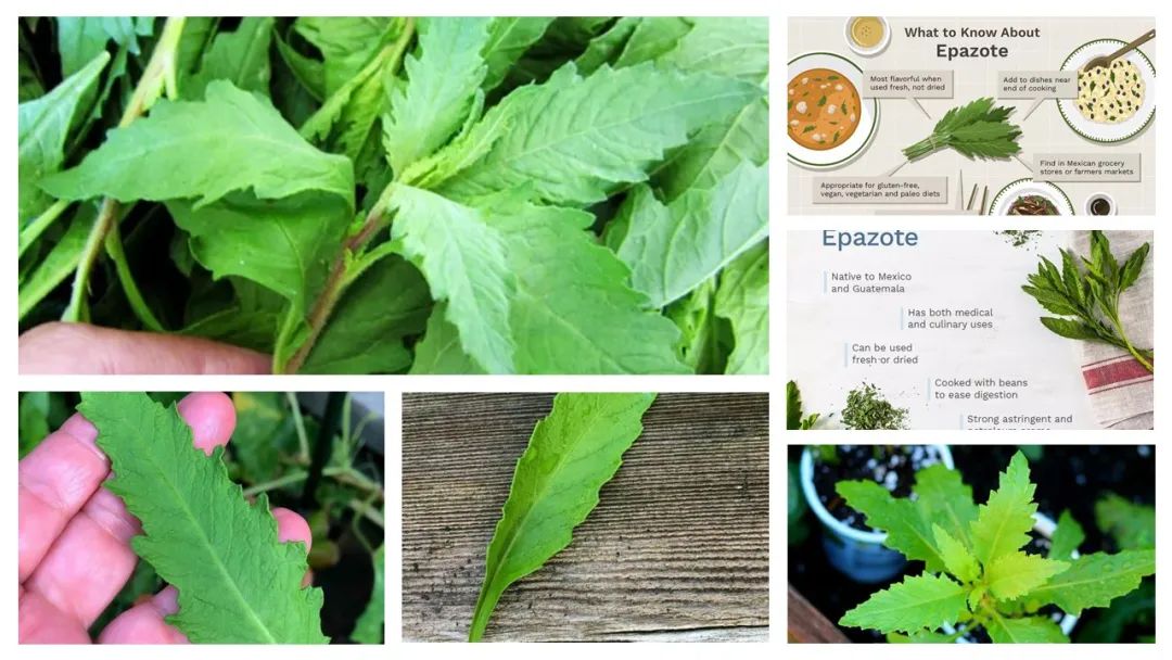 世界地理香料索引(8)—World Geographic Spice Index 世界地理香料索引(8)—World Geographic Spice Index