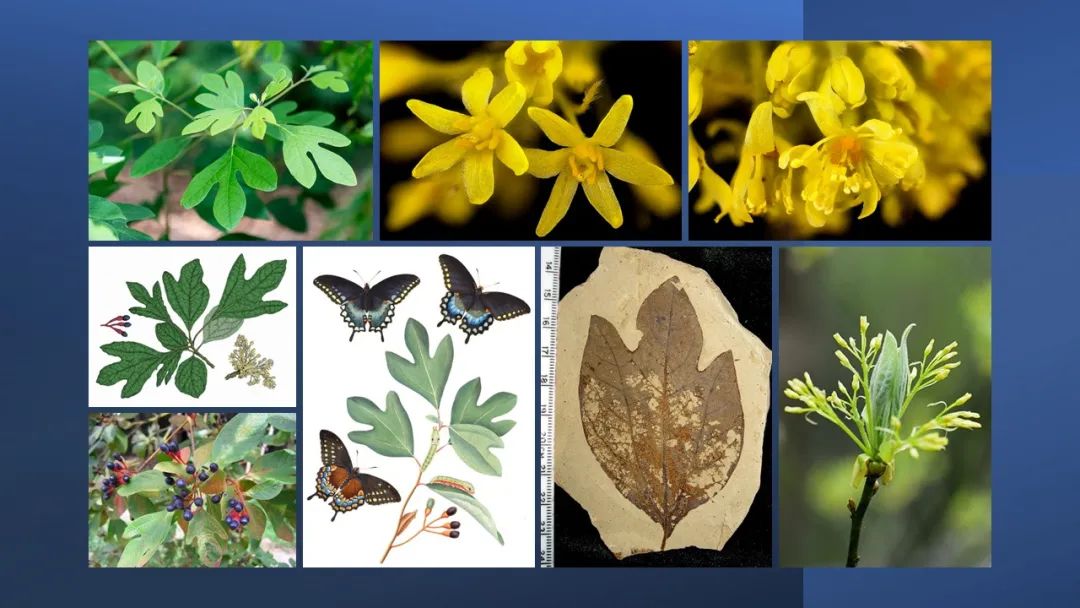 世界地理香料索引(8)—World Geographic Spice Index 世界地理香料索引(8)—World Geographic Spice Index