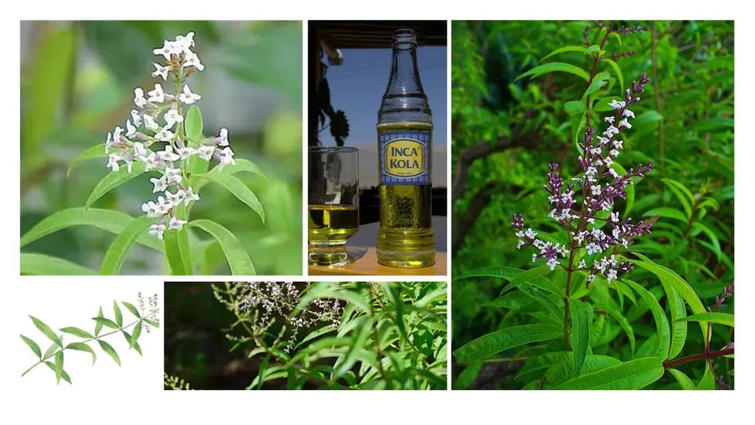 世界地理香料索引(8)—World Geographic Spice Index 世界地理香料索引(8)—World Geographic Spice Index