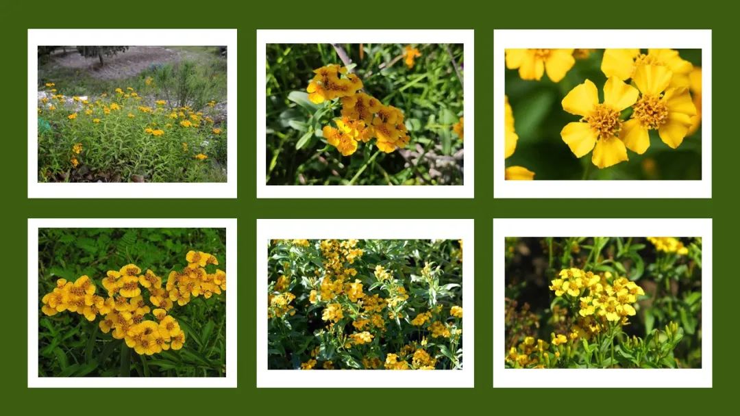 世界地理香料索引(8)—World Geographic Spice Index 世界地理香料索引(8)—World Geographic Spice Index