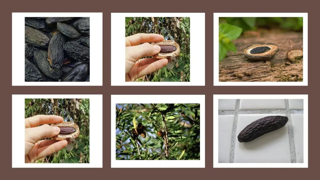 世界地理香料索引(8)—World Geographic Spice Index 世界地理香料索引(8)—World Geographic Spice Index