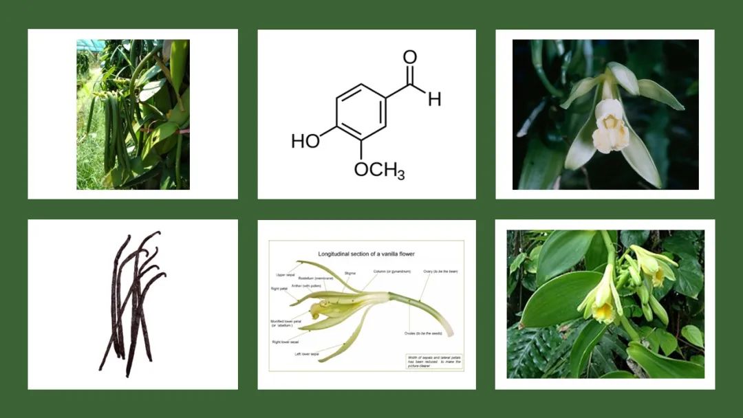 世界地理香料索引(8)—World Geographic Spice Index 世界地理香料索引(8)—World Geographic Spice Index