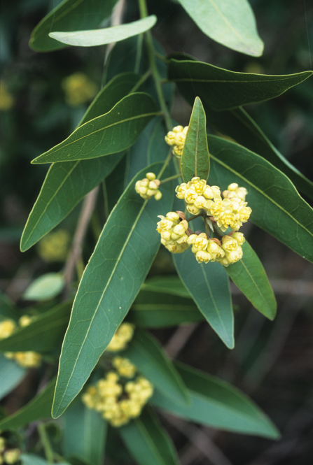 世界地理香料索引(8)—World Geographic Spice Index 世界地理香料索引(8)—World Geographic Spice Index