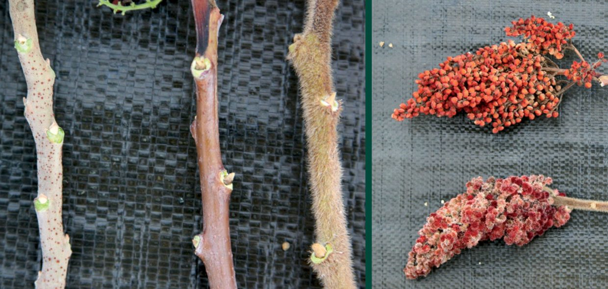 世界地理香料索引(8)—World Geographic Spice Index 世界地理香料索引(8)—World Geographic Spice Index