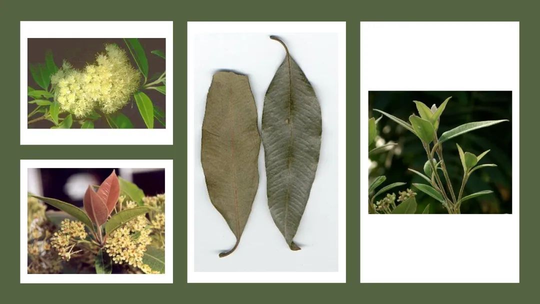 世界地理香料索引(9)—World Geographic Spice Index(9) 世界地理香料索引(9)—World Geographic Spice Index(9)