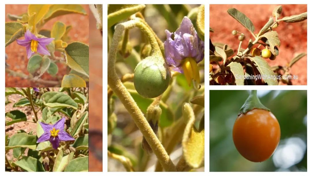 世界地理香料索引(9)—World Geographic Spice Index(9) 世界地理香料索引(9)—World Geographic Spice Index(9)