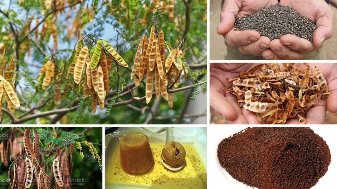 世界地理香料索引(9)—World Geographic Spice Index(9) 世界地理香料索引(9)—World Geographic Spice Index(9)