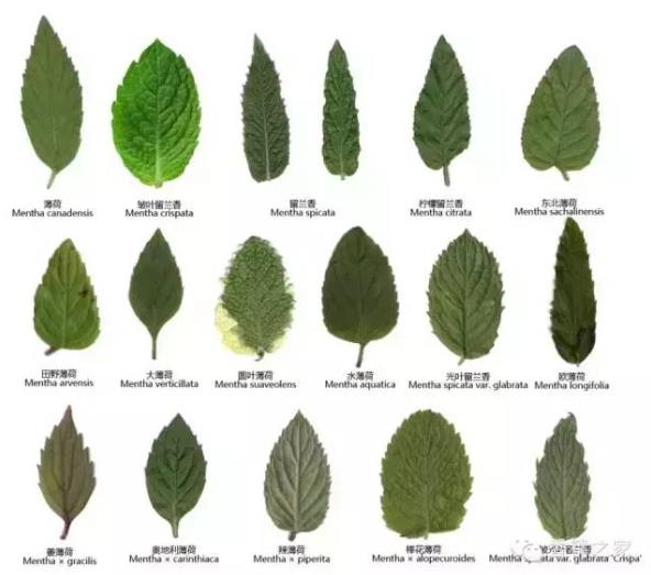 薄荷屬，你了解多少？