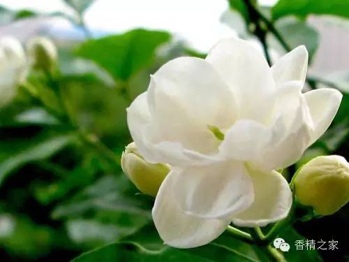 常用于制作香水的植物香料 常用于制作香水的植物香料