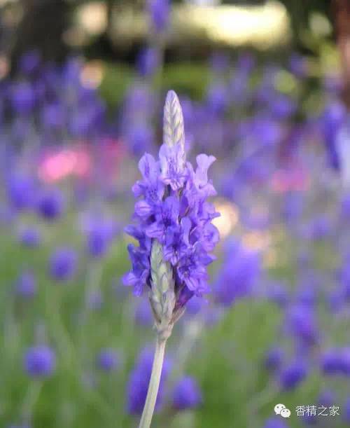 常用于制作香水的植物香料 常用于制作香水的植物香料