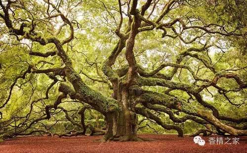 常用于制作香水的植物香料 常用于制作香水的植物香料