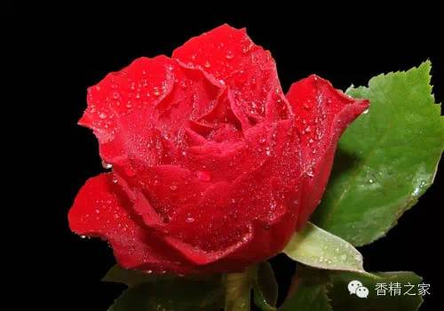 常用于制作香水的植物香料 常用于制作香水的植物香料