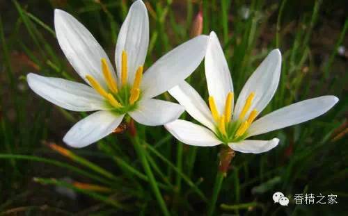 常用于制作香水的植物香料 常用于制作香水的植物香料