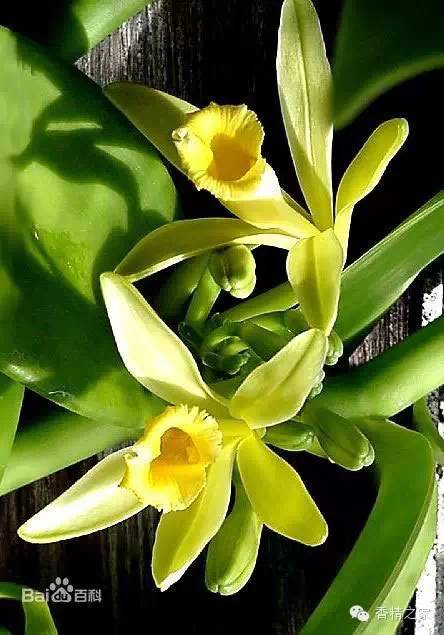 常用于制作香水的植物香料 常用于制作香水的植物香料