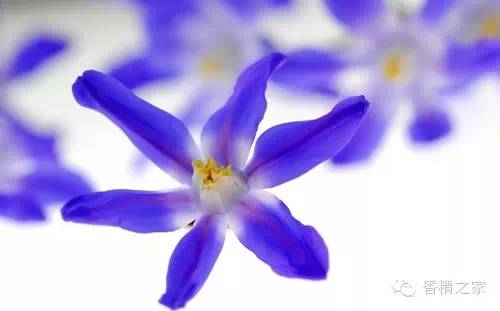 常用于制作香水的植物香料 常用于制作香水的植物香料