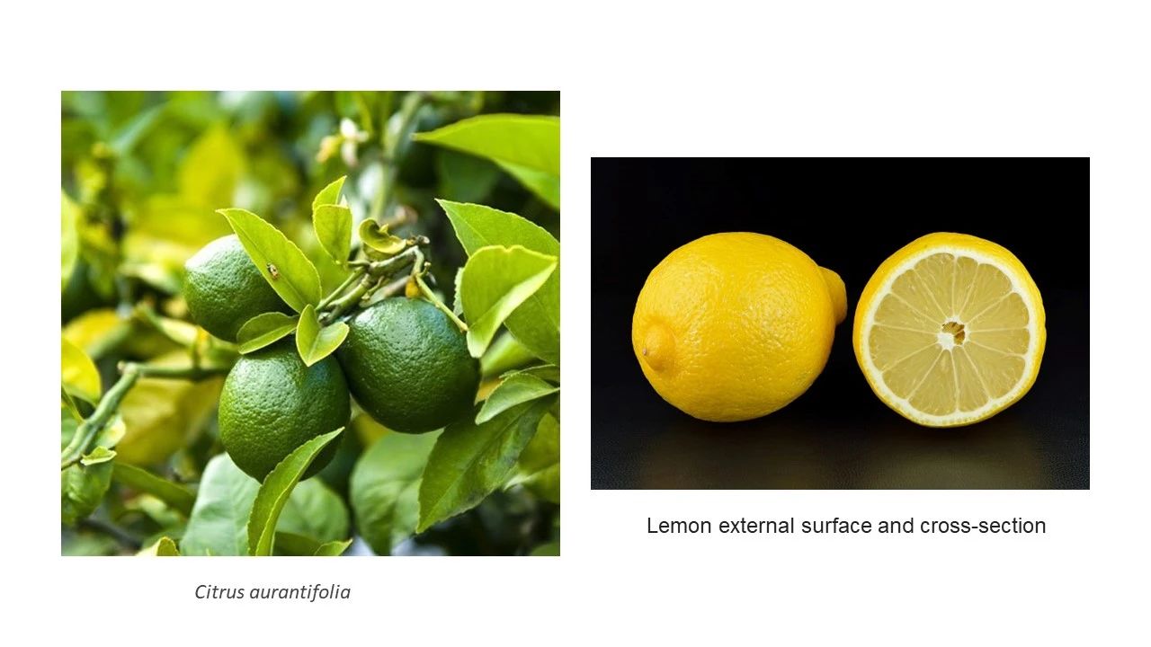 IFEAT關(guān)于檸檬的社會(huì)經(jīng)濟(jì)報(bào)告