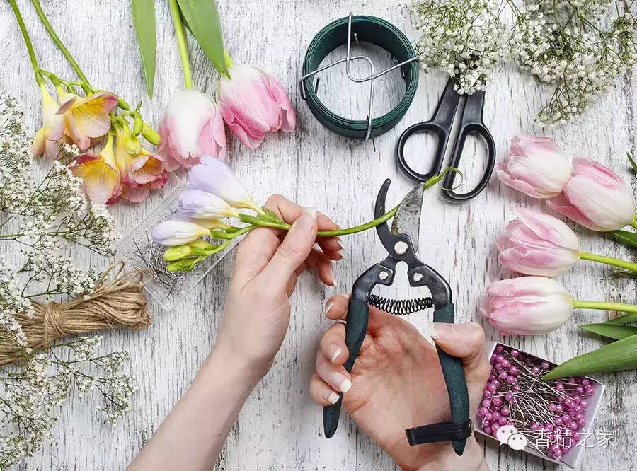 小蒼蘭:鮮花初長成 小蒼蘭:鮮花初長成