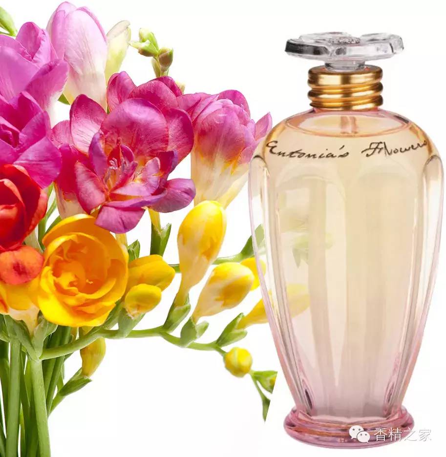 小蒼蘭:鮮花初長成 小蒼蘭:鮮花初長成