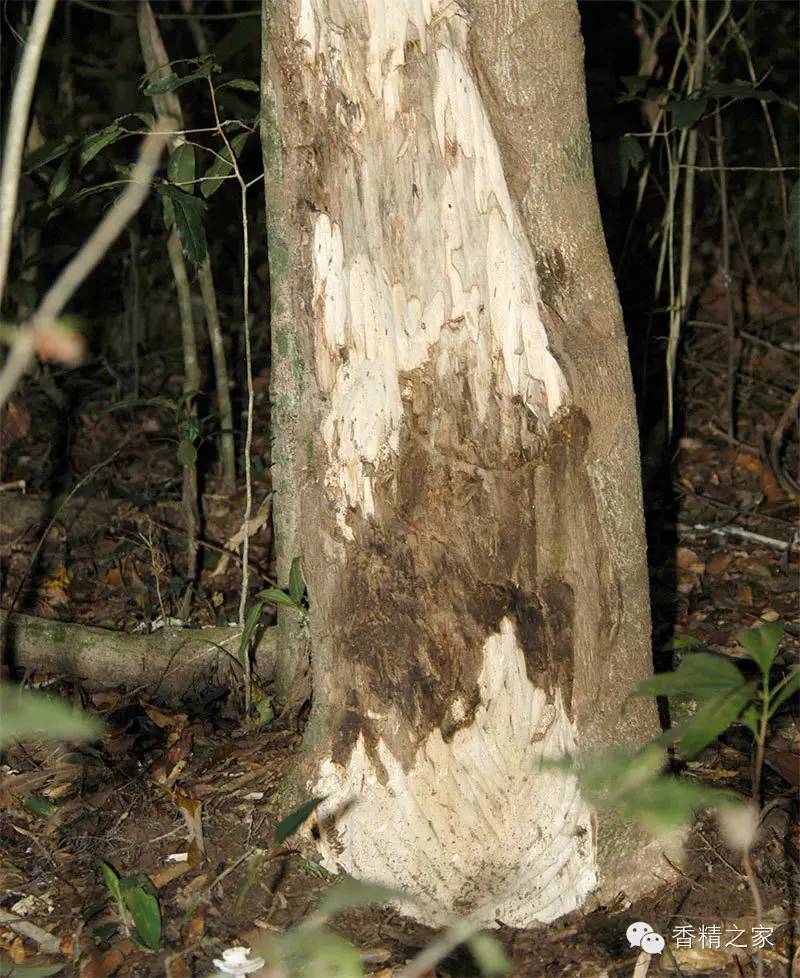 香水原料之沉香木 香水原料之沉香木