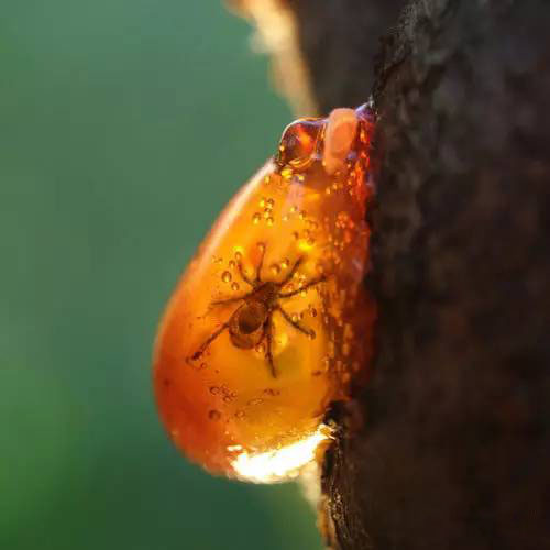 琥珀——凝結(jié)的陽光