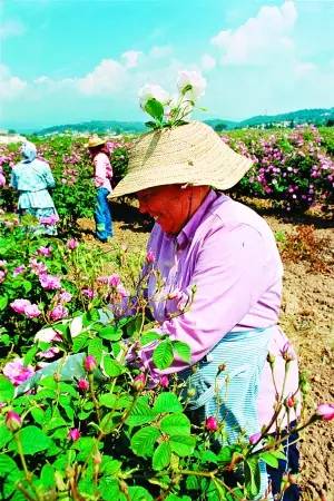 香氣背后的調(diào)配與記憶 香氣背后的調(diào)配與記憶