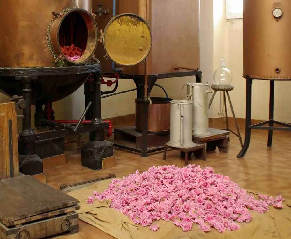 一瓶香水里究竟用了多少朵玫瑰？