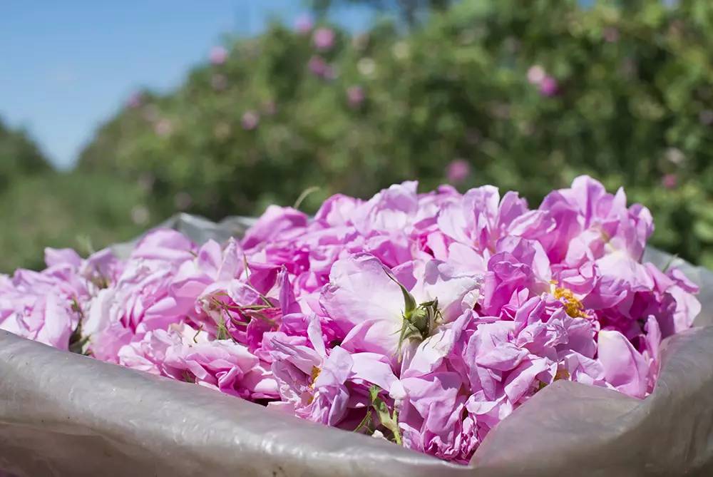 一瓶香水里究竟用了多少朵玫瑰？