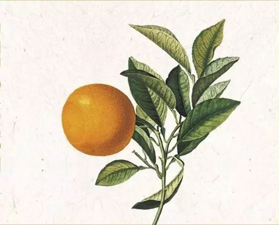 陽光中的“佛手柑”，在拿破侖時期風(fēng)靡“全城”
