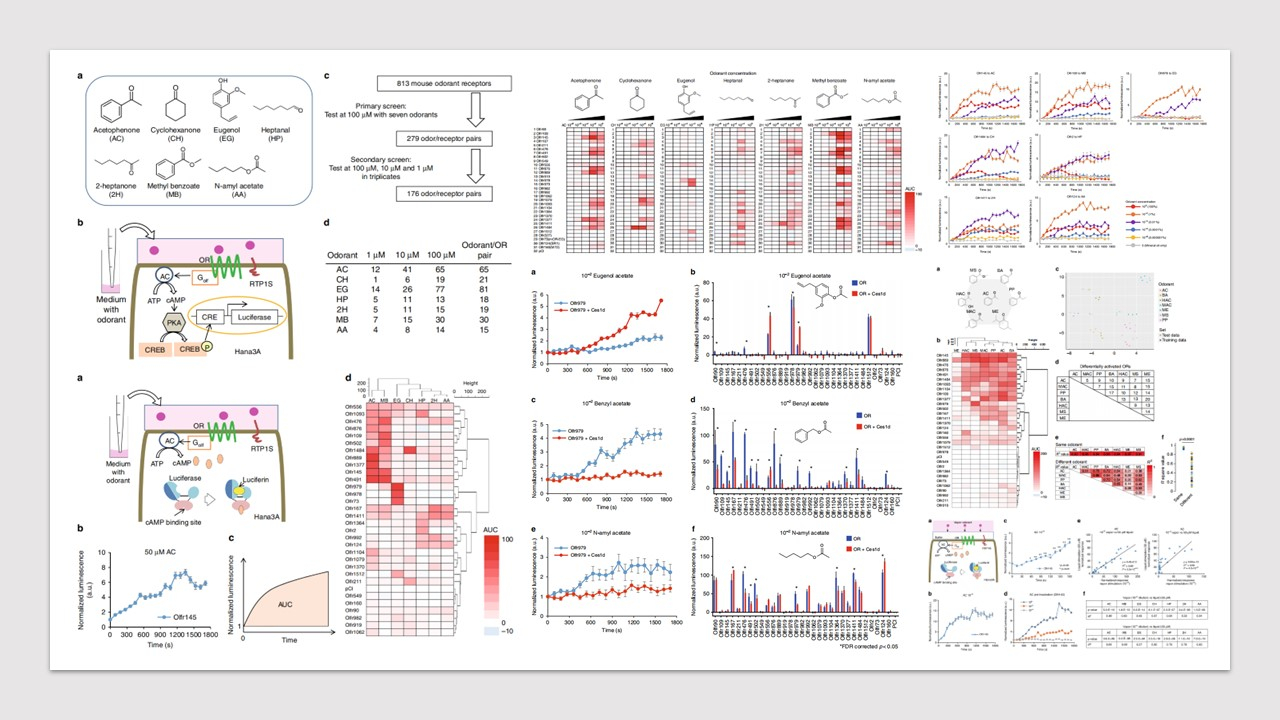 嗅探新的香氣技術(shù) 嗅探新的香氣技術(shù)