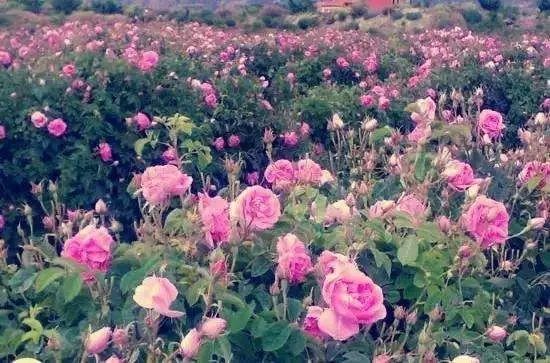 這座充滿“玫瑰香”的城市——卡尚 這座充滿“玫瑰香”的城市——卡尚