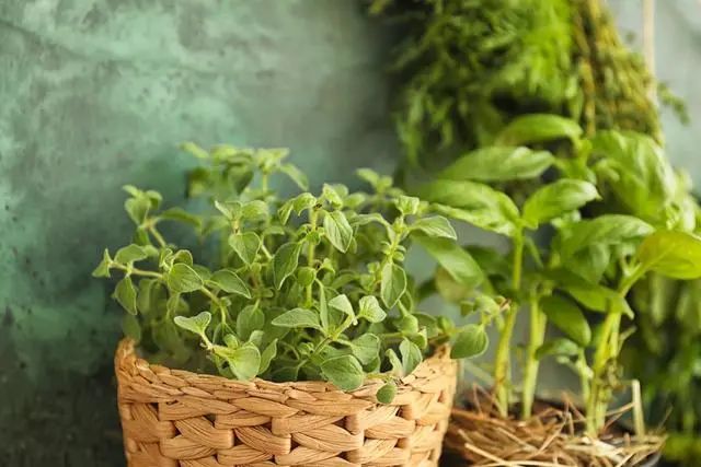 室內(nèi)種植這幾種植物，讓你的房間充滿芳香，凈化空氣，芬芳室內(nèi)