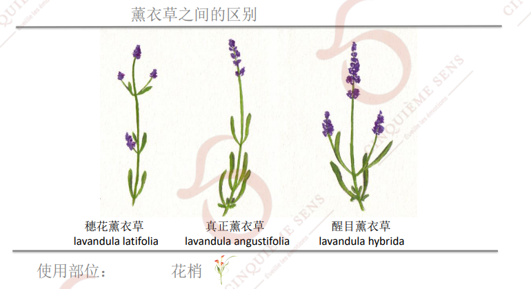 薰衣草家族 薰衣草家族