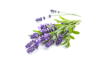 薰衣草家族 薰衣草家族