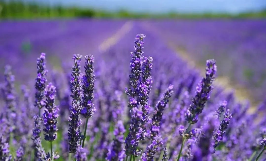 薰衣草家族 薰衣草家族