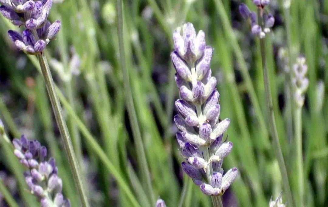 薰衣草家族 薰衣草家族