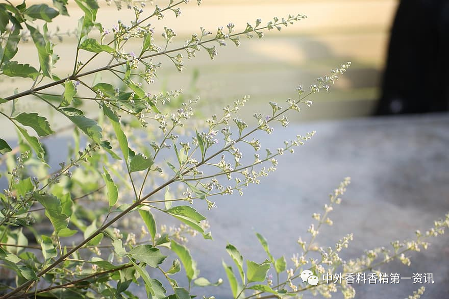 香氣與色彩的關(guān)系 香氣與色彩的關(guān)系