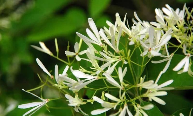 夏天來了，驅(qū)蚊的香料有哪些